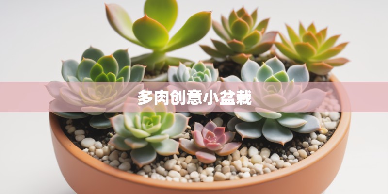 多肉创意小盆栽