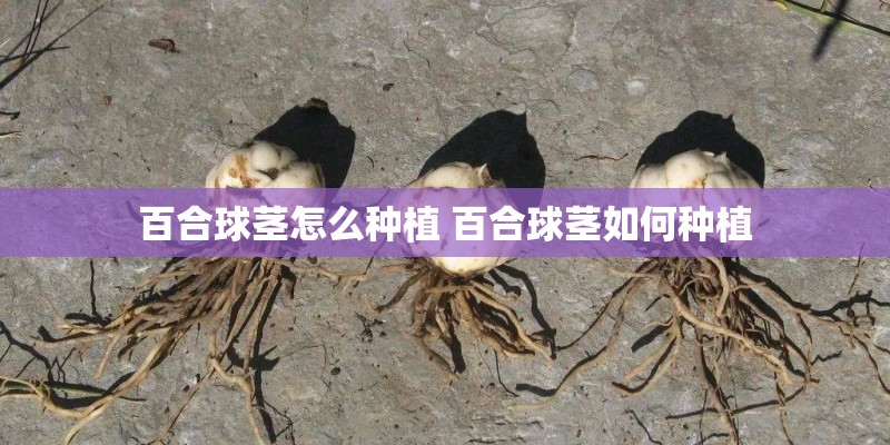 百合球茎怎么种植 百合球茎如何种植