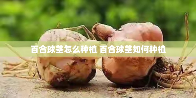 百合球茎怎么种植 百合球茎如何种植