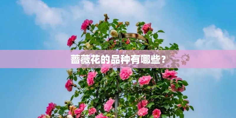 蔷薇花的品种有哪些？