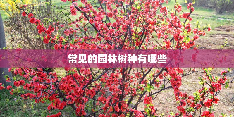 常见的园林树种有哪些