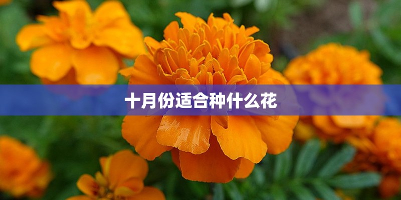 十月份适合种什么花