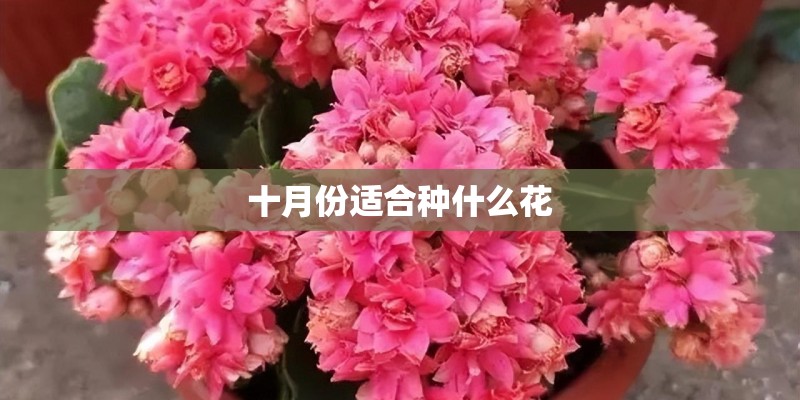 十月份适合种什么花