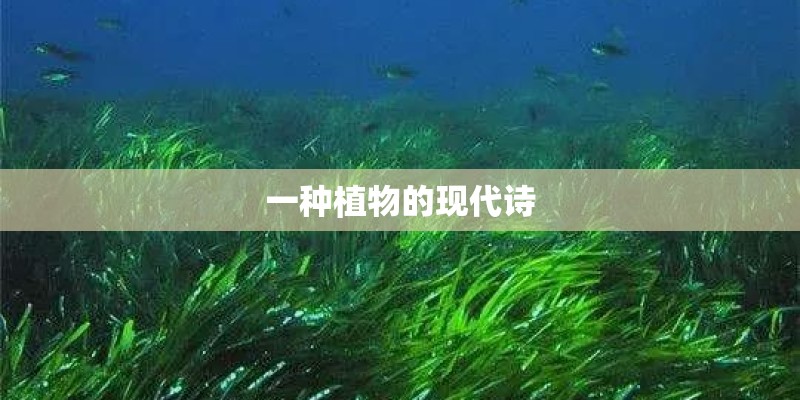 一种植物的现代诗 一种植物的现代诗