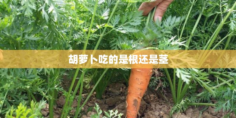 胡萝卜吃的是根还是茎