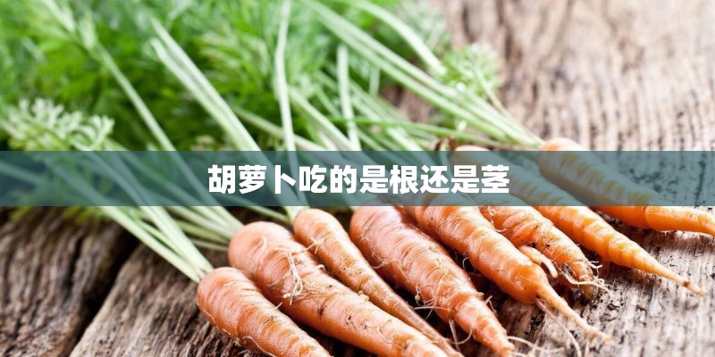 胡萝卜吃的是根还是茎