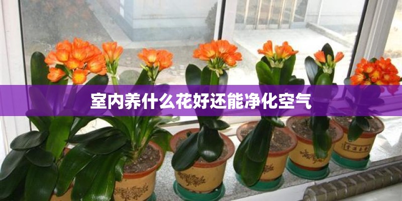 室内养什么花好还能净化空气 室内养什么花好还能净化空气