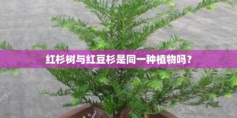 红杉树与红豆杉是同一种植物吗？