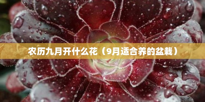 农历九月开什么花（9月适合养的盆栽）