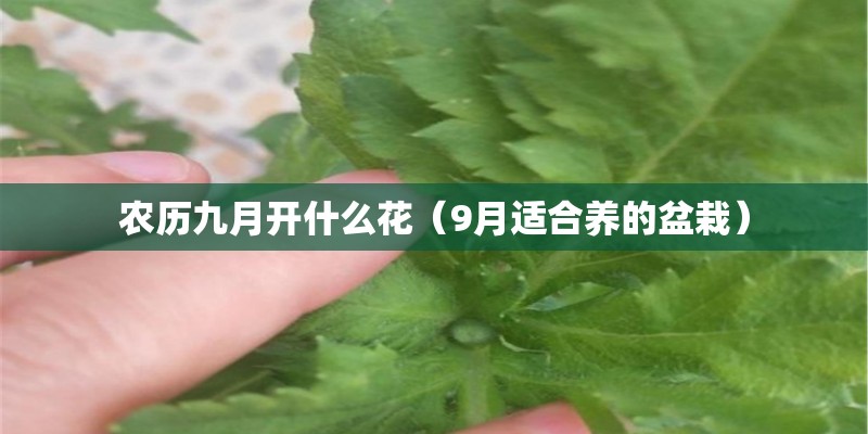 农历九月开什么花（9月适合养的盆栽）