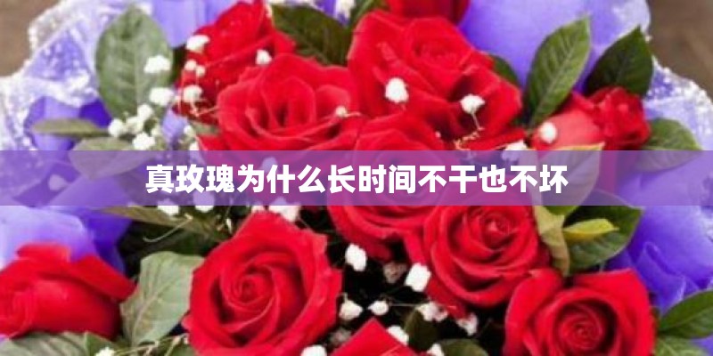 真玫瑰为什么长时间不干也不坏