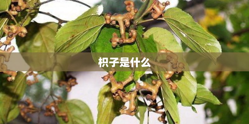 枳子是什么
