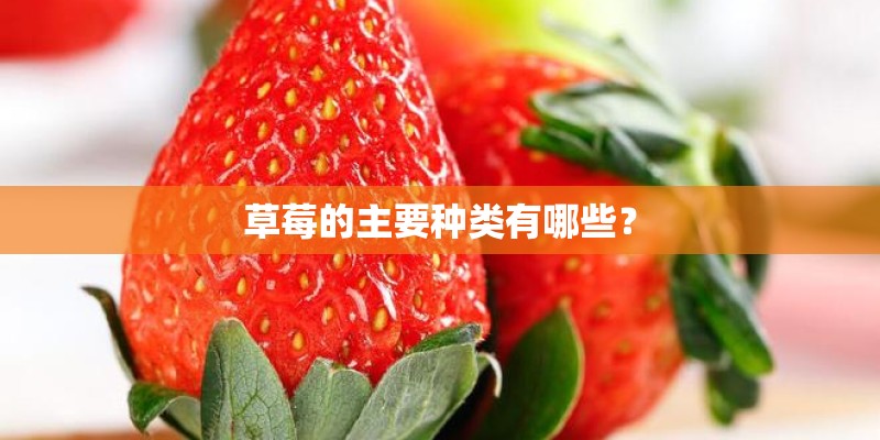 草莓的主要种类有哪些？