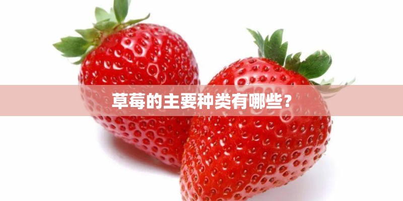 草莓的主要种类有哪些？