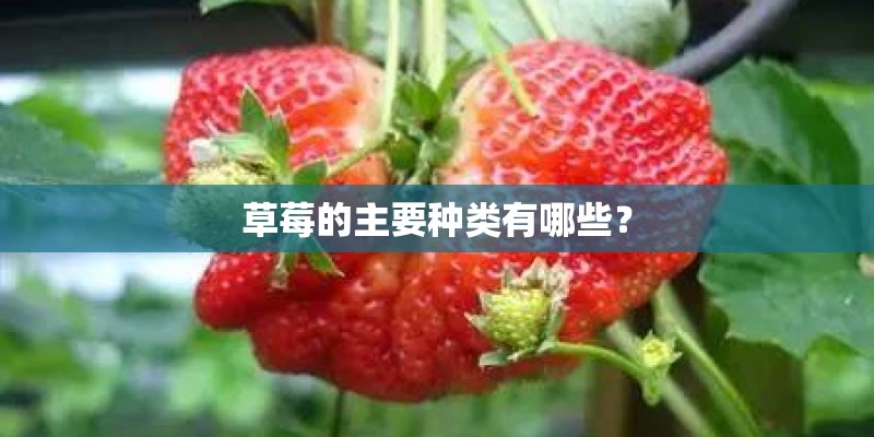 草莓的主要种类有哪些？