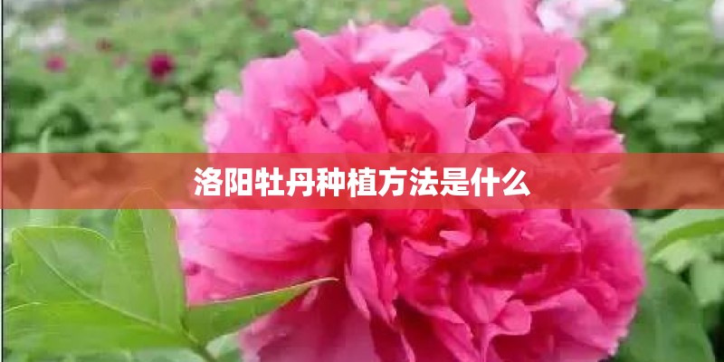 洛阳牡丹种植方法是什么