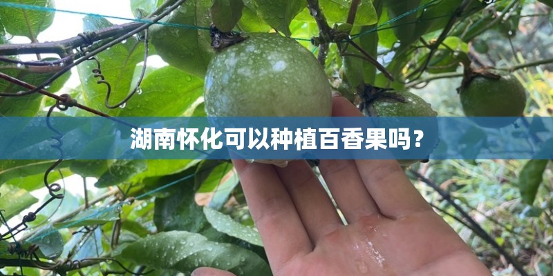 湖南怀化可以种植百香果吗？