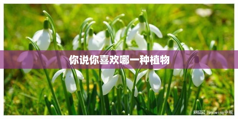 你说你喜欢哪一种植物
