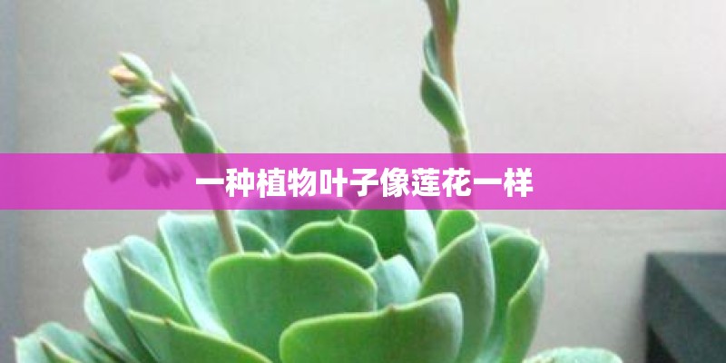 一种植物叶子像莲花一样