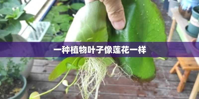 一种植物叶子像莲花一样