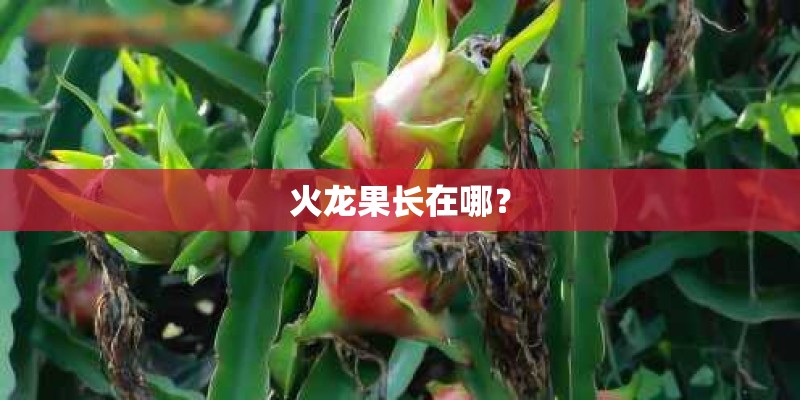 火龙果长在哪？
