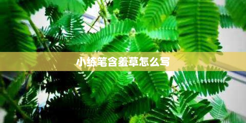 小练笔含羞草怎么写