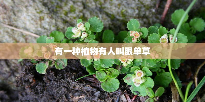 有一种植物有人叫眼单草