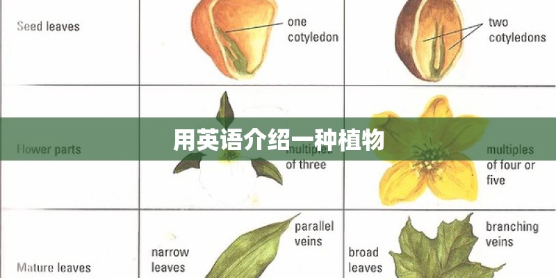 用英语介绍一种植物