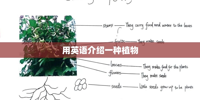 用英语介绍一种植物
