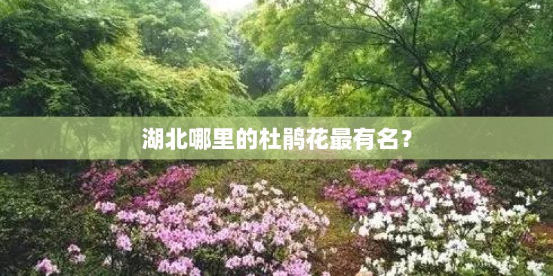 湖北哪里的杜鹃花最有名？