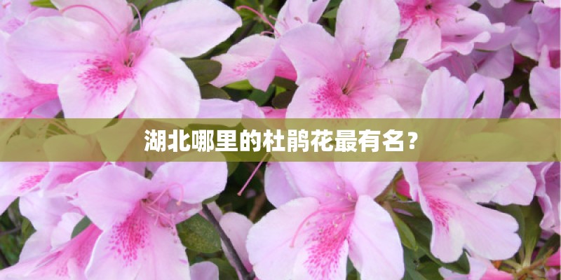 湖北哪里的杜鹃花最有名? 湖北哪里的杜鹃花最有名?