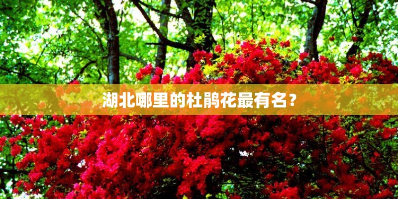 湖北哪里的杜鹃花最有名? 湖北哪里的杜鹃花最有名?