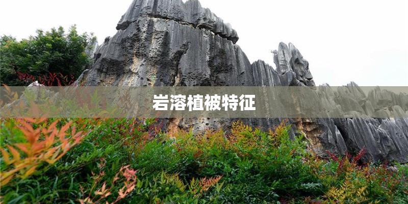 岩溶植被特征