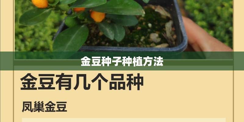 金豆种子种植方法