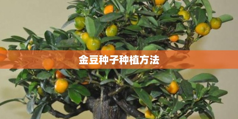 金豆种子种植方法