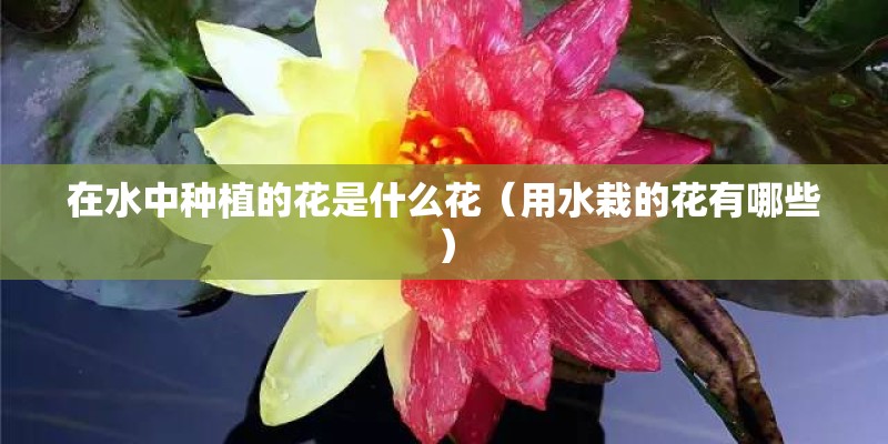 在水中种植的花是什么花（用水栽的花有哪些）