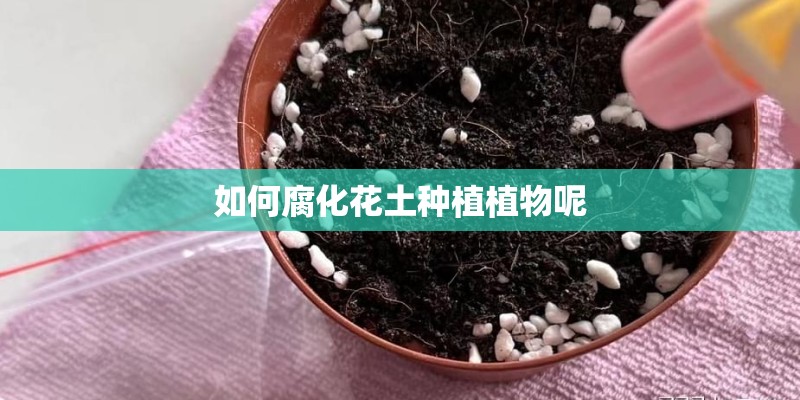 如何腐化花土种植植物呢