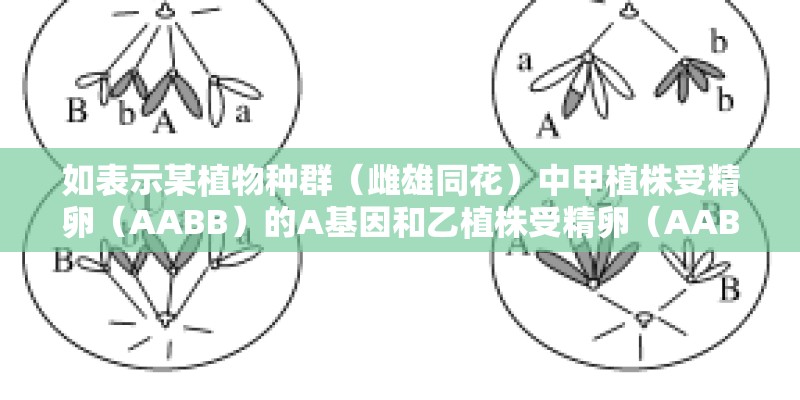 如表示某植物种群（雌雄同花）中甲植株受精卵（AABB）的A基因和乙植株受精卵（AABB）的B基因发生改变的