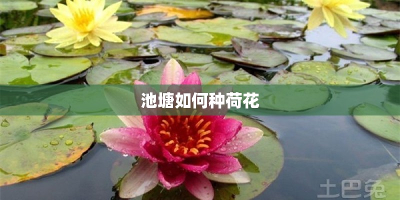 池塘如何种荷花