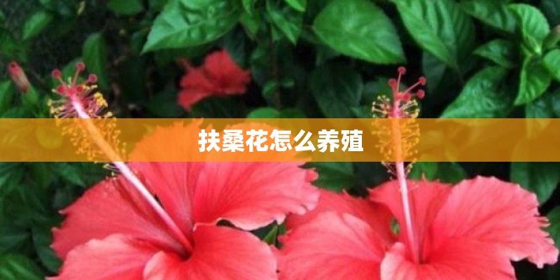 扶桑花怎么养殖