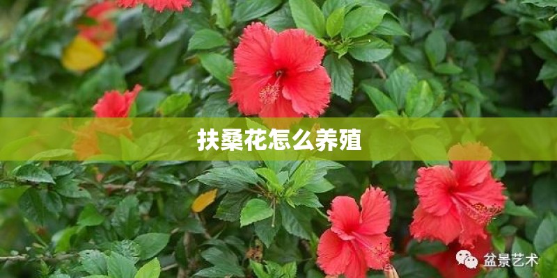 扶桑花怎么养殖