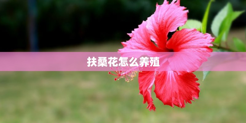扶桑花怎么养殖