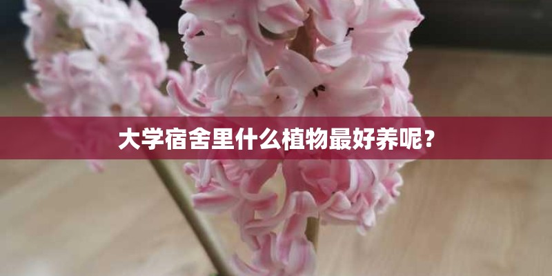 大学宿舍里什么植物最好养呢? 大学宿舍里什么植物最好养呢?