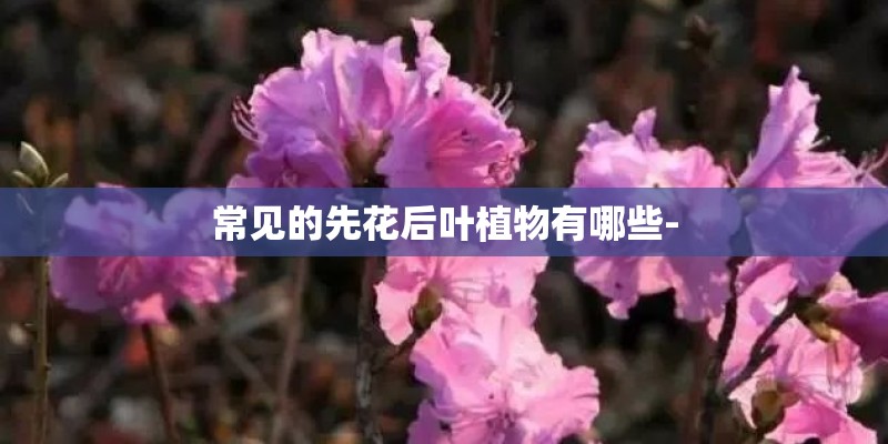 常见的先花后叶植物有哪些-