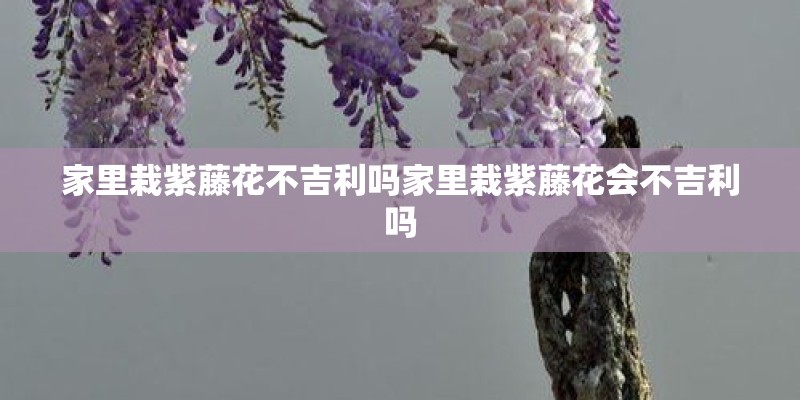 家里栽紫藤花不吉利吗家里栽紫藤花会不吉利吗