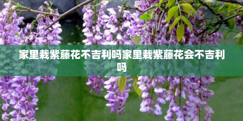 家里栽紫藤花不吉利吗家里栽紫藤花会不吉利吗