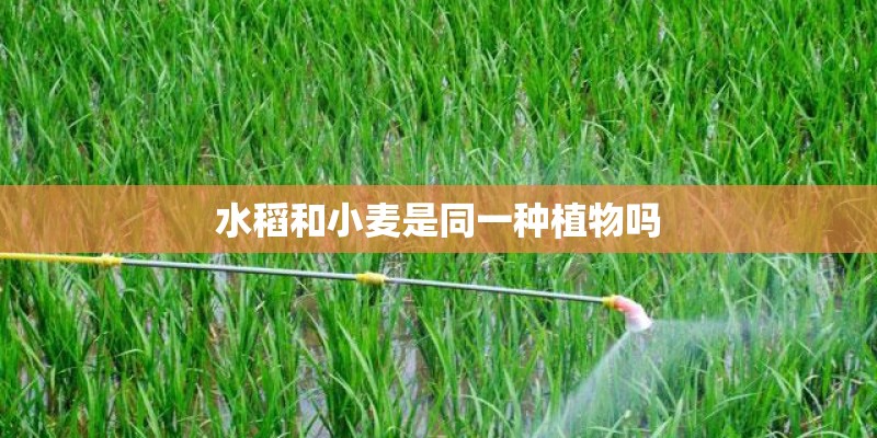 水稻和小麦是同一种植物吗