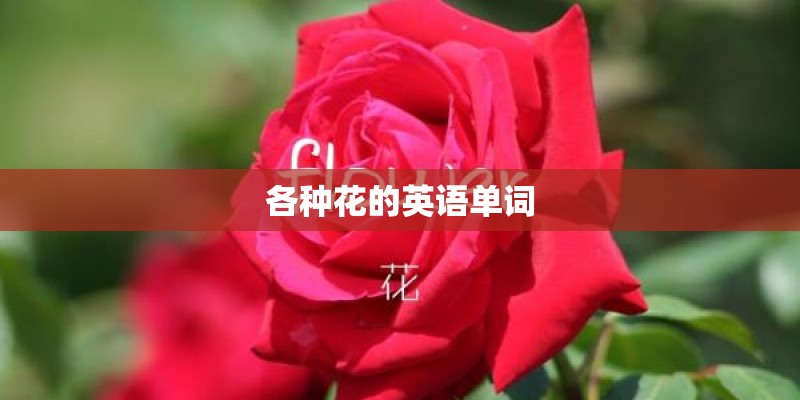 各种花的英语单词