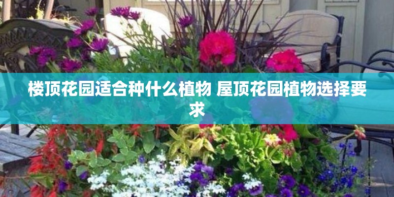楼顶花园适合种什么植物 屋顶花园植物选择要求