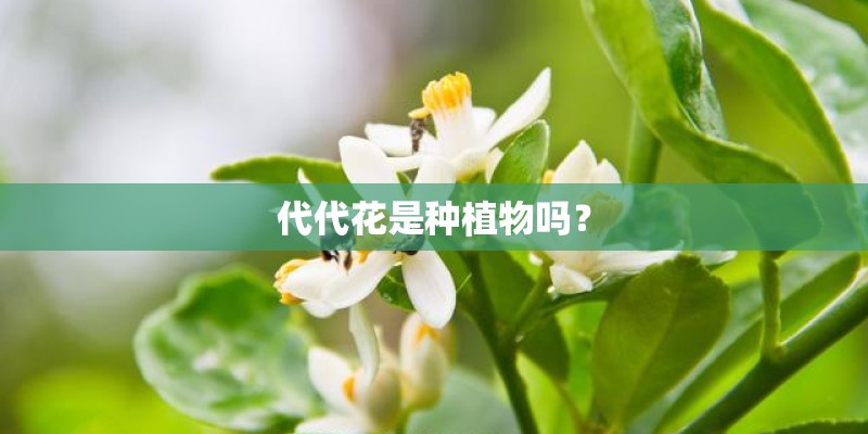 代代花是种植物吗? 代代花是种植物吗?